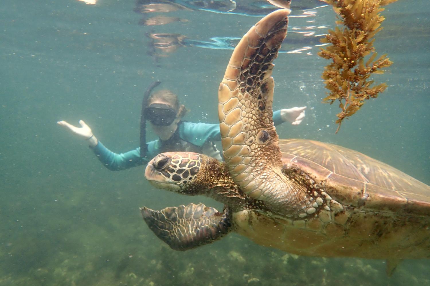 一名<a href='http://2peb5.ggj1111.com'>全球十大赌钱排行app</a>学生在Galápagos群岛游学途中与一只巨龟游泳.
